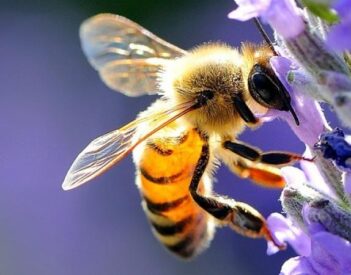 Regione Puglia - aiuti nel settore dell'apicoltura
